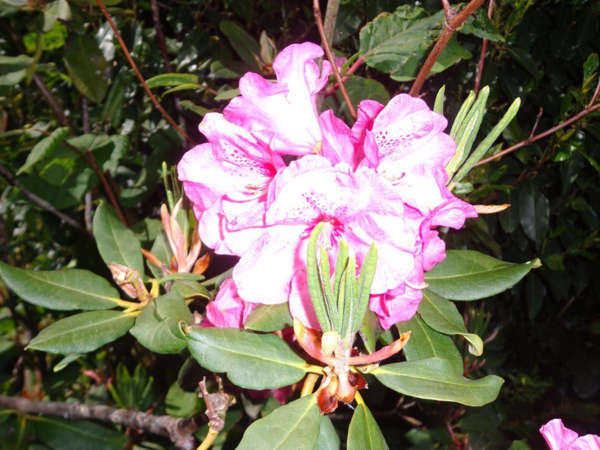 Les Fleurs Du Mont Bed & Breakfast Caux ภายนอก รูปภาพ