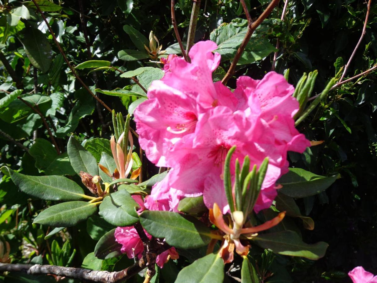 Les Fleurs Du Mont Bed & Breakfast Caux ภายนอก รูปภาพ