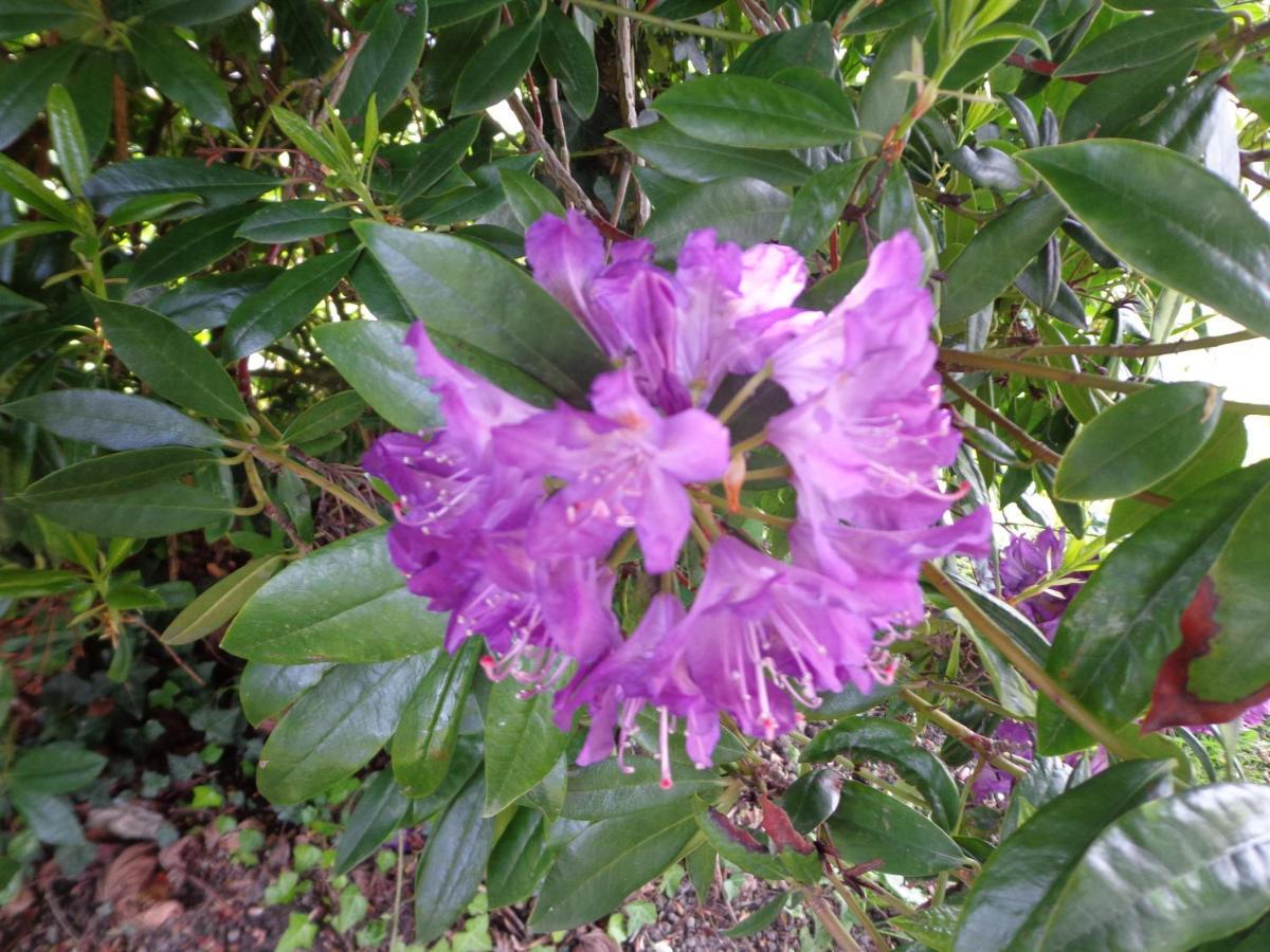 Les Fleurs Du Mont Bed & Breakfast Caux ภายนอก รูปภาพ