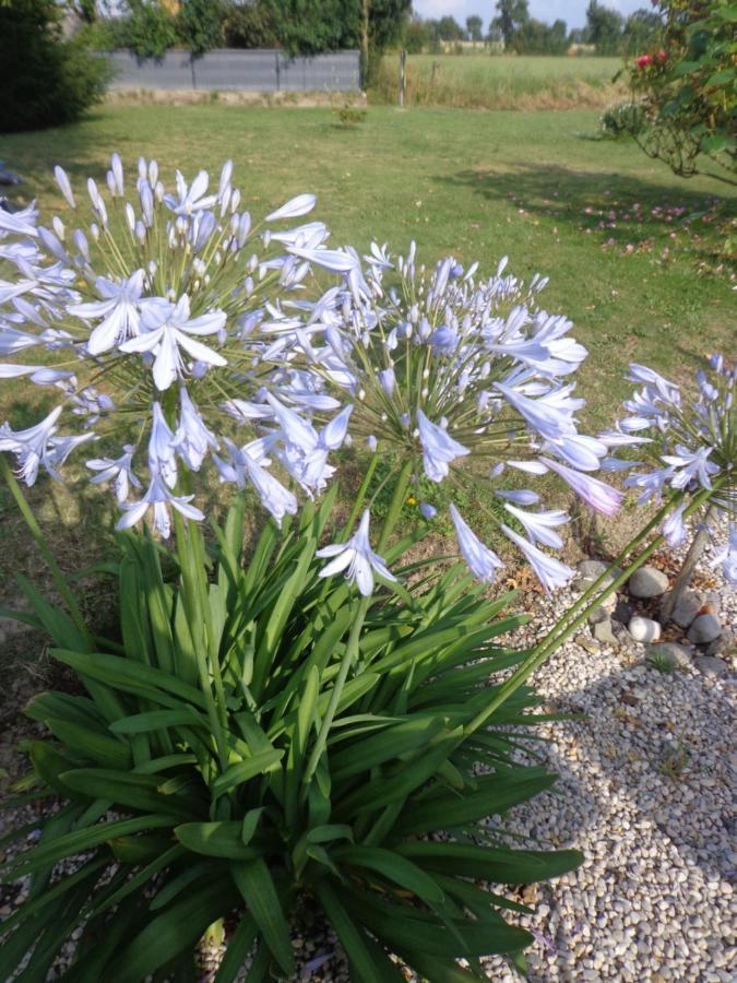 Les Fleurs Du Mont Bed & Breakfast Caux ภายนอก รูปภาพ
